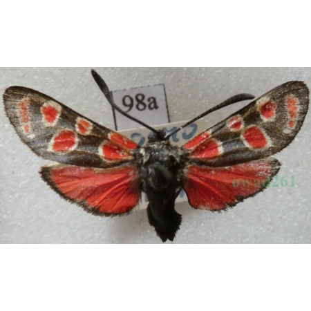 Zygaena carniolica (Scopoli, 1763) Kraśnik rzęsinowiec Czech98a